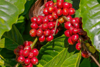 Clusters of fresh coffee beans on a plantation in Coorg India © Barbara Barbour / Shutterstock