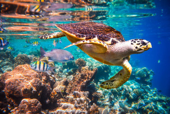 A hawksbill turtle floats among colorful fish in a Maldives Indian Ocean coral reef. These smaller size marine animals are mainly found around coral reefs and are on the endangered list © Andrey Armyagov
