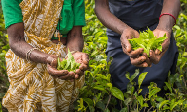 Workers in a tea plantation show the newly picked leaves. Because of its ideal climate Sri Lanka produces tea right through the year © javarman
