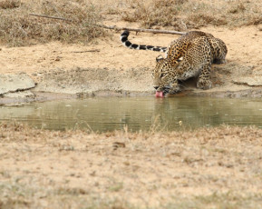 A leopard in the Wilpattu National Park quenches its thirst at a small water hole during the dry season, Sri Lanka © Andrew Wijesuriya