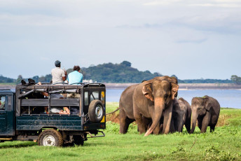 A protective mother elephant shields her off-spring while tourists watch during a Jeep safari in the Minneriya National Park in northwest Sri Lanka © Andrew Wijesuriya