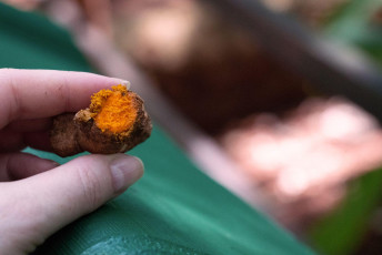 A guide showing a piece of Curcuma root in the spice garden of Matale. Curcuma root, better known as turmeric, is synonymous with Sri Lankan cuisine. It has a distinctive yellow color and subtle flavor, Sri Lanka © Travel Faery