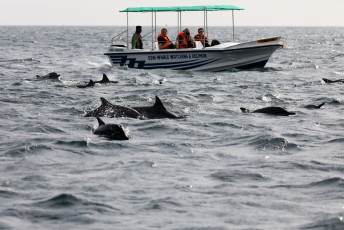 Sri Lanka has the world’s largest resident blue whale community and whale watching is a favorite activity with tourists and locals alike, Trincomalee, Sri Lanka © hecke61