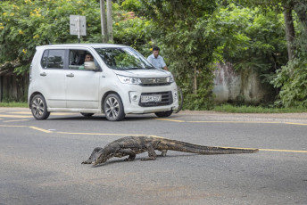 A monitor lizard walking in the road to Minneriya National Park. They are carnivorous reptiles and although their bite is venomous for their prey, they are not a threat to humans, Sri Lanka © Carstenbrandt