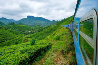 The train from Kandy to Nuwara Eliya travels through beautiful tea plantation scenery. Most of Sri Lanka’s tea production comes from this region © Tim Price