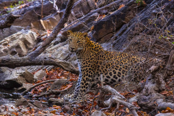 Indian Leopard, Panthera pardus fusca, Ranthambhore Tiger Reserve © RealityImages / Rajasthan Vacation in 10 Days