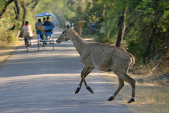 The Nilgai Antelope (Boselaphus tragocamelus) crosses the road at Keoladeo Ghana National Park, Bharatpur, Rajasthan. © Larsek