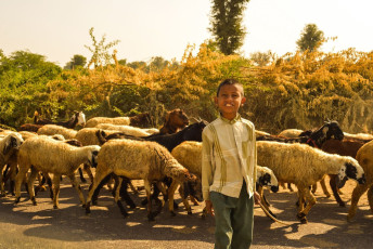 Amidst the green valley, a little boy tends his sheep on the road to Udaipur. © Katie May Boyle