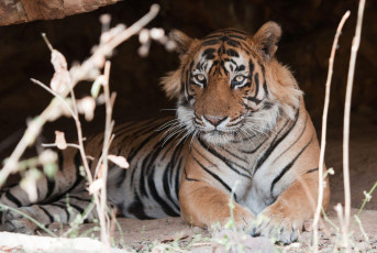 Male Bengal tiger stares at the camera while lying in its cave -  Ranthambore National Park in India – Rajasthan. © Alexandra Giese