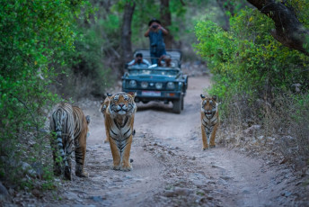 Sightseeing of a male tiger and his cubs on a jungle trail in an evening safari at Ranthambore Tiger Reserve, India © Sourabh Bharti / Rajasthan Vacation in 10 Days