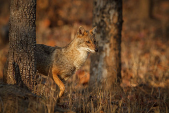 A golden jackal at the Pench Tiger Reserve in India walks around during the golden hour © Photocech