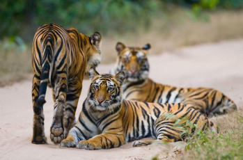 A group of wild tigers rests by the road at Bandhavgarh National Park in Madhya Pradesh © Gudkov Andrey