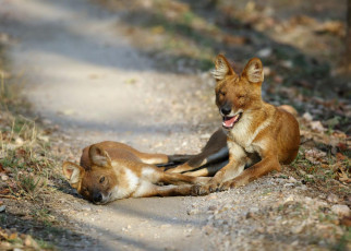 A pair of Asian wild dogs sit on the ground taking rest © Ajay Kumar Singh / TOUR INDIA’S TOP TIGER RESERVES
