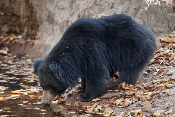 A sloth bear of the genus Melursus Ursinus stops to quench its thirst at the water body © MartinP / TOUR INDIA’S TOP TIGER RESERVES