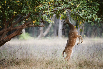An Axis stag reaches for the fruit with its horns © Sergey Uryadnikov