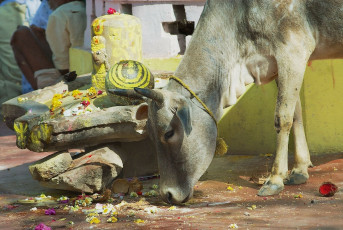 A hungry Cow in the search of food roams on the streets of Orchha, Madhya Pradesh, India. © Dmitry Chulov