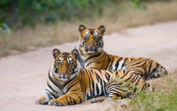Two fierce Bengal tigers stare at the camera while sitting by the road in Bandhavgarh National Park, Madhya Pradesh. The jungle is home to many wild tigers, animals, and caves with ancient art ©GUDKOV ANDREY