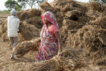 Indian farmers holding stacks of fodder in the fields of Orchha, Madhya Pradesh, India. Agriculture is the mainstay of India's economy and accounts for 26% of the gross domestic product. ©B. Stefanov