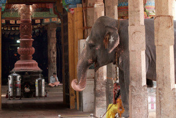 An elephant standing on the ground of the Brihadeshwara Temple in Tanjore, South India. It is one of the largest South Indian temples and an amazing example of a fully realized Dravidian architecture. © AJP
