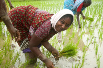 Women farmers joyfully planting rice seedlings in a rice field full of puddles at Kanchipuram, Tamil Nadu, India. © CRSHELARE