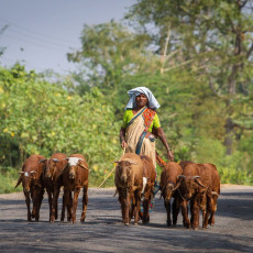 A scene from rural India wherein a woman is taking her goats to pasture on the roads of Karnataka, India. ©Alexander Mazurkevich