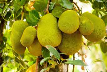 A spray of jackfruit hanging on a tree, an exotic fruit which was once the main food of Kerala, India. © Karves