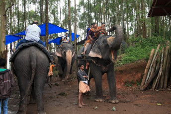 A number of tourists go on wonderful elephant rides in the Western Ghats mountain range of Munnar, Kerala, India. © AJP
