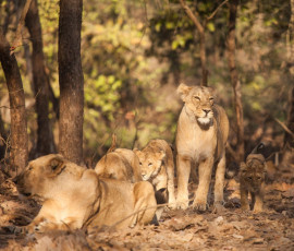 A family of Asiatic lions, an endangered species, only found in India. © Kongsak sumano / Gujarat Tour with Ajanta and Ellora