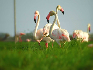 Flamingos at the Rann of Kutch in Gujarat. © Mitulj9