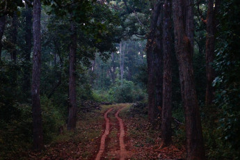 A dirt road leading through the lush green forests of Kanha National Park, Madhya Pradesh. Kanha counts amongst the largest national parks in India