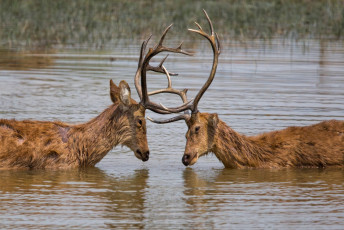 Two male Barasingha or swamp deer lock horns in the Banja River which flows through Kanha National Park, Madhya Pradesh. These animals are considered a vulnerable specie