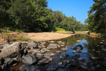 Beautiful view of the Kanha National Park terrain with its green trees and streams, Madhya Pradesh