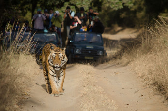 A magnificent Bengal tiger striding majestically down the dirt road while tourists on a wild life safari in Bandhavgarh National Park marvel at the site, Madhya Pradesh