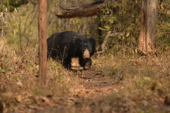 A sloth bear walking in its distinctive slow, shuffling motion through the Tadoba National Park, Maharashtra. These bears have elongated claws, shaggy fur and large canines