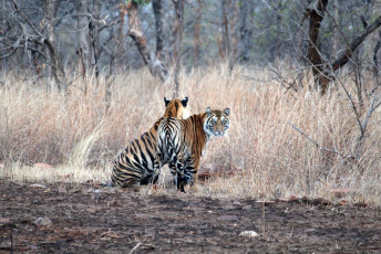 Panthera tigris, or the Royal Bengal tiger is India’s national animal. Highly endangered, these two female cubs are the off-spring of the Panna Tiger Reserve’s Tigress T2