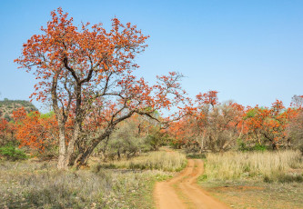 Butea monosperma, also known as Flame trees set the forest alight in hues of bright orange in Ranthambore National Park, Rajasthan