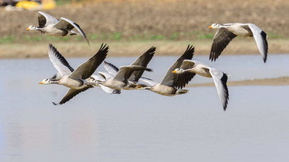 Bar-headed geese are capable of flying at very high altitudes across the Himalayas. This flock was spotted in Ranthambore National Park, Rajasthan