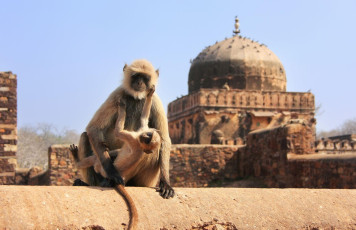 A baby gray langur clings to its mother’s soft fur in Fort Ranthambore, Rajasthan