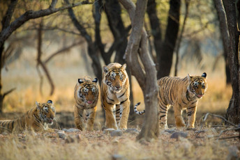 A family of Bengal tigers taking a relaxed early morning stroll through the dry grassland in Ranthambore National Park in Rajasthan