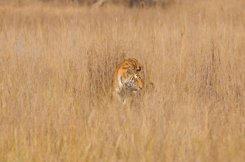 A Royal Bengal tiger spotted in the grassland during a safari in Bandhavgarh, a biodiverse Tiger Reserve in Madhya Pradesh / Tiger Safari Tour India