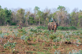 Park rangers on patrol duties in the Pench Tiger Reserve in the state of Madhya Pradesh. Jungle patrols are done on the backs of elephants / Tiger Safari Tour India