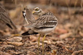 A largely nocturnal stone-curlew or Eurasian thick-knee searching for insects in the dry leaves is spotted in the Pench Tiger Reserve in Madhya Pradesh / Tiger Safari Tour India