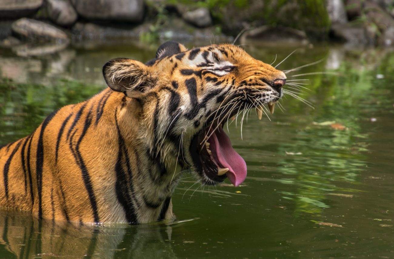 Bengal Tiger yawns submerged in the water of a marshy swamp at Sunderbans National Park