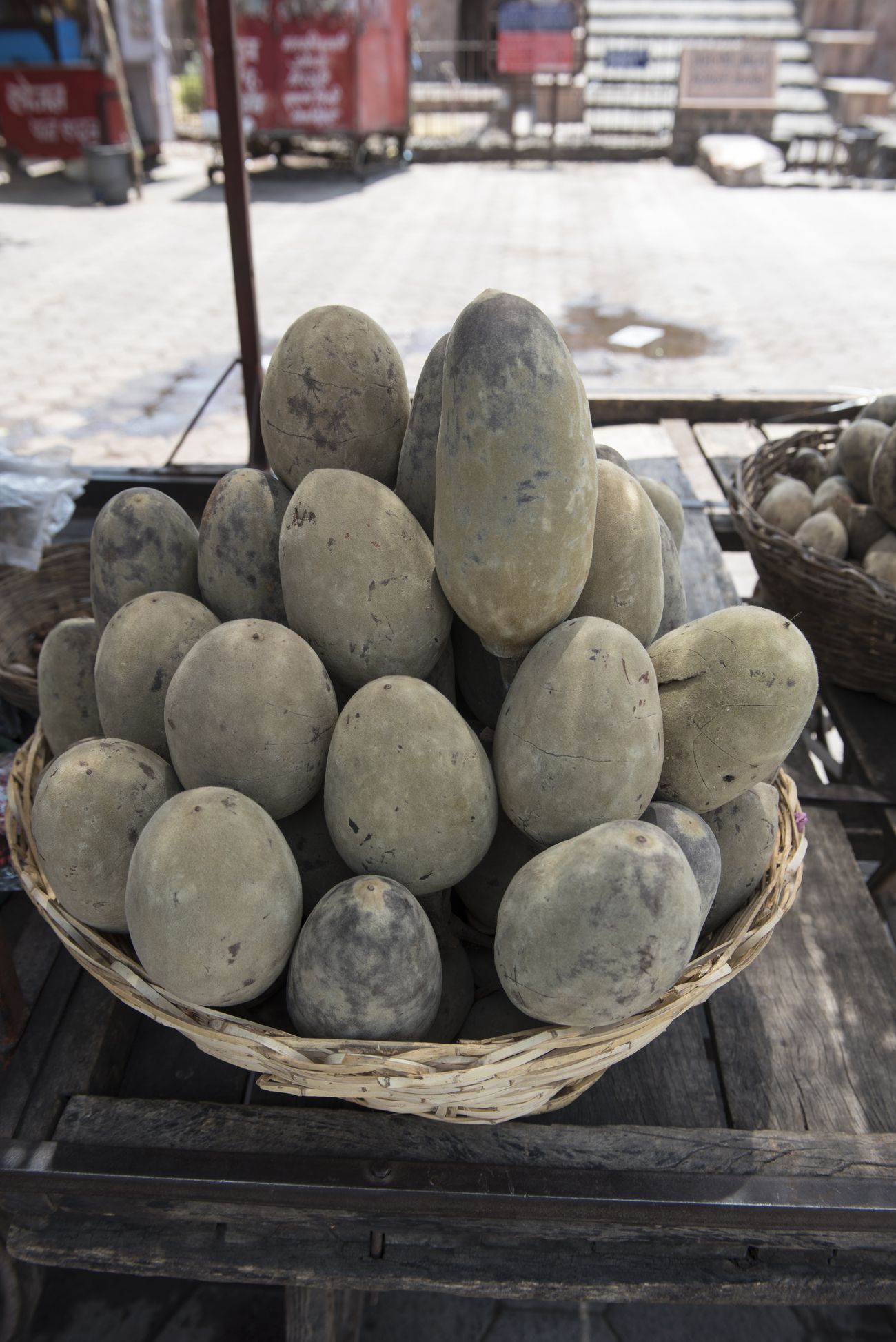 Fruit from Baobab Tree ( Khorasani Imli ). Unique type of tamarind found at derelict city Mandu, Madhya Pradesh, India