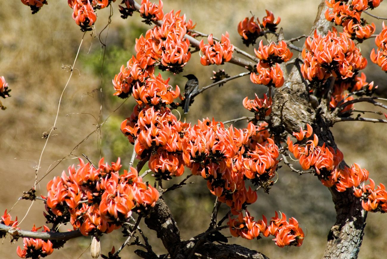 Palash Butea monosperma flowers in the World Heritage Site of Mandu 