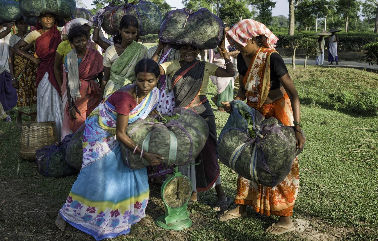 An average day at a tea plantation near Jorhat, Assam in India where the daily wage harvesters weigh the tea leaves they picked