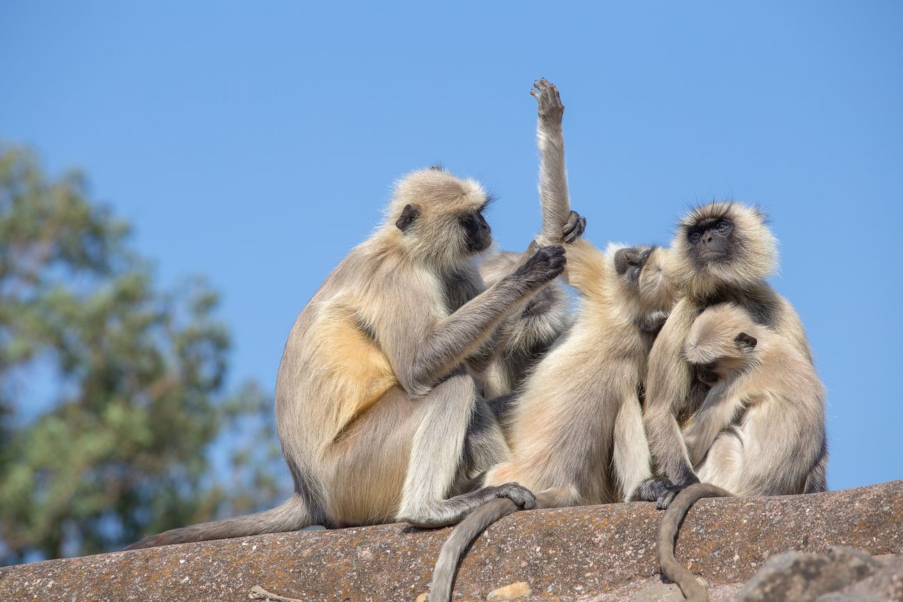 Hanuman Langur aka Gray Langur in Mandu town. Slender monkeys with long tails are known as Indian langurs