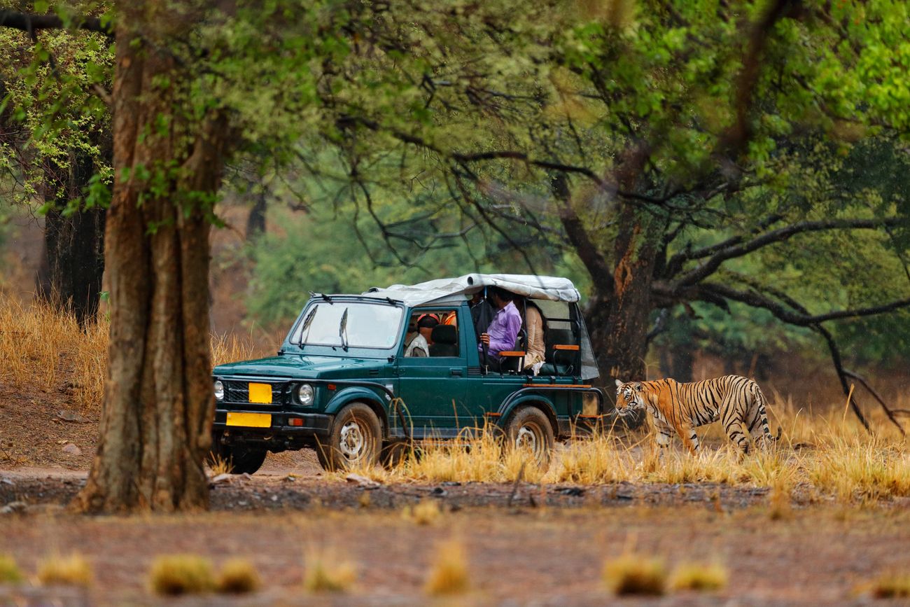 Tiger in Ranthambore National park 