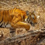 3. Tiger at Bandipur Tiger reserve forest