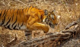 Everything You Need to Know About The 2019 Tiger census